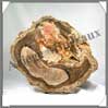 CONIFERE Fossile - 170x200 mm - M002 Madagascar
