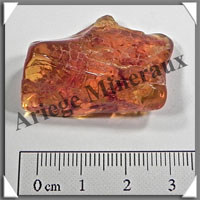 AMBRE (Nematocera) - 25x35 mm - 6 grammes - L002