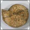AMMONITE Fossile - 210 grammes - 25x80x70 mm - M002 Madagascar
