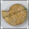 AMMONITE Fossile - 102 grammes - 20x70x60 mm - M005 Madagascar