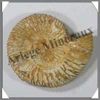 AMMONITE Fossile - 102 grammes - 20x70x60 mm - M005