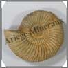 AMMONITE Fossile - 138 grammes - 25x73x60 mm - M006 Madagascar