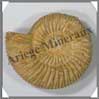 AMMONITE Fossile - 157 grammes - 25x75x65 mm - M007 Madagascar