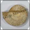 AMMONITE Fossile - 352 grammes - 35x110x95 mm - M009 Madagascar