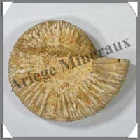 AMMONITE Fossile - 352 grammes - 35x110x95 mm - M009