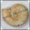 AMMONITE Fossile - 420 grammes - 30x115x100 mm - M010 Madagascar