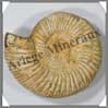 AMMONITE Fossile - 393 grammes - 35x105x95 mm - M011 Madagascar