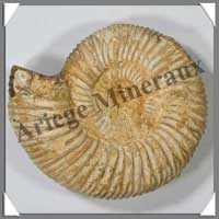 AMMONITE Fossile - 393 grammes - 35x105x95 mm - M011