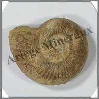 AMMONITE Fossile - Taille 1 - 30  50 grammes - M1