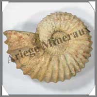 AMMONITE Fossile - 2640 grammes - 80x200x150 mm - R001