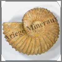 AMMONITE Fossile - 3300 grammes - 85x210x165 mm - R002