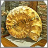 AMMONITE Fossile - 28 000 grammes - 160x410x460 mm - R003 Madagascar