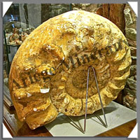 AMMONITE Fossile - 28 000 grammes - 160x410x460 mm - R003