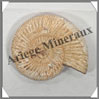 AMMONITE Fossile - 146 grammes - 20x65x80 mm - R004 Madagascar