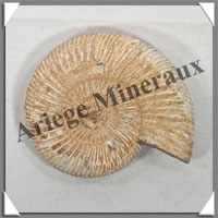 AMMONITE Fossile - 146 grammes - 20x65x80 mm - R004