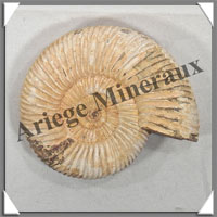 AMMONITE Fossile - 161 grammes - 25x70x80 mm - R005
