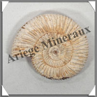AMMONITE Fossile - 108 grammes - 20x60x70 mm - R006