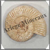 AMMONITE Fossile - 117 grammes - 20x60x75 mm - R007