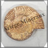 AMMONITE Fossile - 268 grammes - 25x90x100 mm - R009 Madagascar