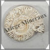 AMMONITE Fossile - 210 grammes - 20x75x95 mm - R010 Madagascar