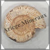 AMMONITE Fossile - 234 grammes - 30x80x90 mm - R011 Madagascar