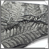 FOUGERE Fossile - 716 grammes - 17x115x285 mm - M001