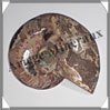 NAUTILE Fossile - 458 grammes - 20x140x160 mm - R023 Madagascar