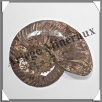 NAUTILE Fossile - 158 grammes - 15x90x105 mm - R030