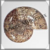NAUTILE Fossile - 217 grammes - 15x100x125 mm - R031 Madagascar