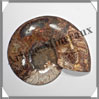 NAUTILE Fossile - 410 grammes - 15x135x160 mm - R032 Madagascar