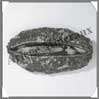 ORTHOCERAS Fossile - 375 grammes - 75x138 mm - M003 Maroc