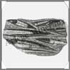 ORTHOCERAS Fossile - 1660 grammes - 145x250 mm - M005 Maroc
