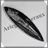 ORTHOCERAS Fossile - 130 grammes - 10x45x160 mm - M017 Maroc