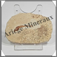 POISSON Fossile (Dastilbe Elongatus) - 45x65 mm - 32 grammes - M004