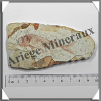 POISSON Fossile (Dastilbe Elongatus) - 55x100 mm - 43 grammes - M005
