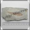 POISSON Fossile (Dastilbe Elongatus) - 55x95 mm - 61 grammes - M007 Brésil