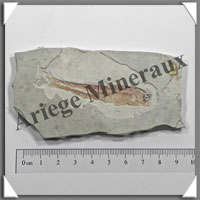 POISSON Fossile (Dastilbe Elongatus) - 55x95 mm - 61 grammes - M007