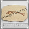 POISSON Fossile (Dastilbe Elongatus) - 40x70 mm - 46 grammes - M018 Brésil