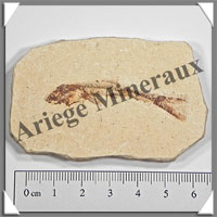 POISSON Fossile (Dastilbe Elongatus) - 40x70 mm - 46 grammes - M018