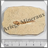 POISSON Fossile (Dastilbe Elongatus) - 40x60 mm - 34 grammes - M020