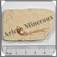 POISSON Fossile (Dastilbe Elongatus) - 35x55 mm - 33 grammes - M021