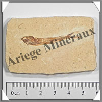 POISSON Fossile (Dastilbe Elongatus) - 40x64 mm - 36 grammes - M023