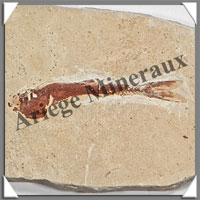 POISSON Fossile (Dastilbe Elongatus) - 40x60 mm - 36 grammes - M025