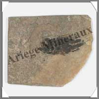POISSON Fossile - 33 g - C005
