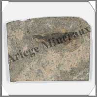 POISSON Fossile - 53 g - C006