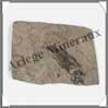 POISSON Fossile (Leuciscus) - 55x80 mm - 29 grammes - C008 Chine