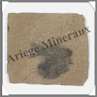 POISSON Fossile - 24 g - C012