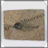 POISSON Fossile (Leuciscus) - 60x80 mm - 41 grammes - C013 Chine