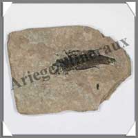 POISSON Fossile - 22 g - C014