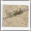 POISSON Fossile (Leuciscus) - 60x75 mm - 27 grammes - C016 Chine